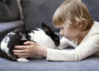 ile żyje królik domowy