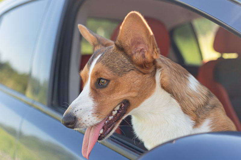 jak można zabezpieczyć psa w samochodzie